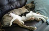 عشق و دوستی در  سگ و گربه